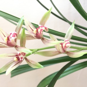 ��ɰ����