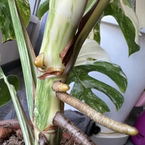 �������������