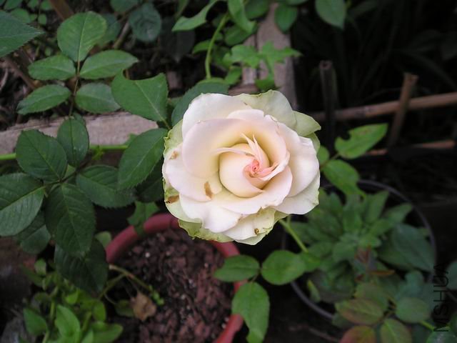�η���.JPG