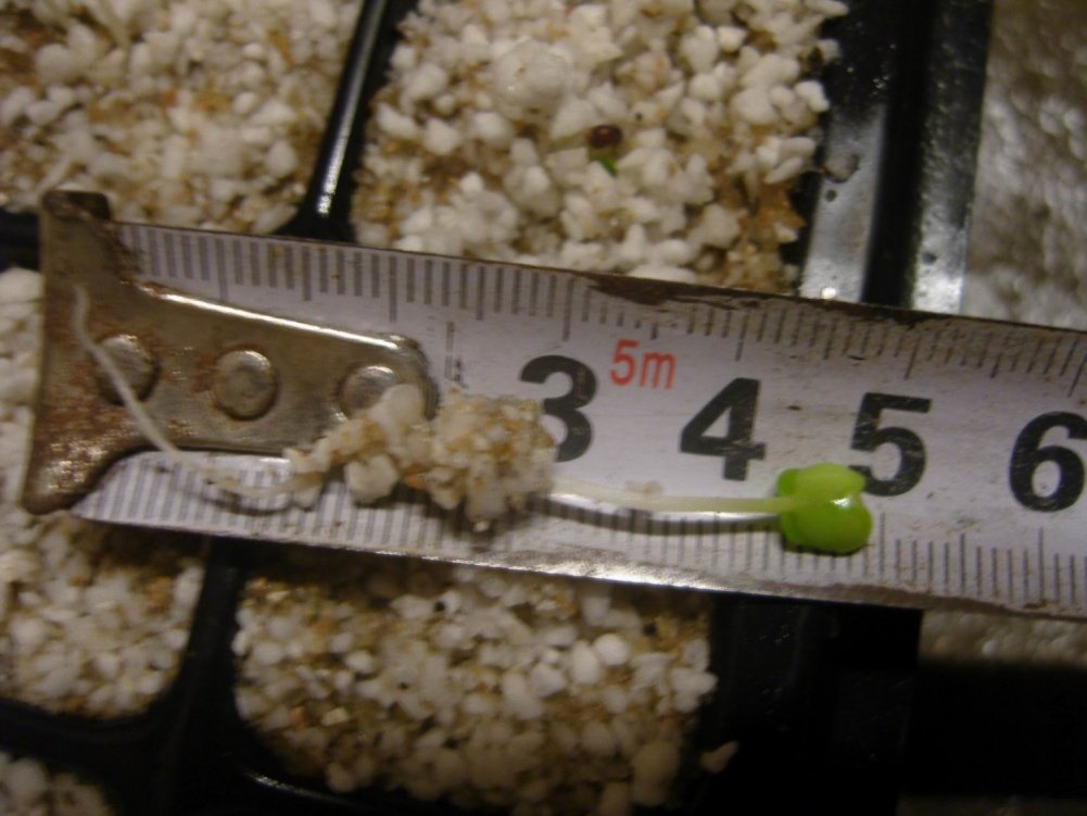 SNV87091.jpg