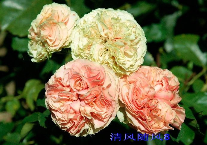 ��鵰�⣨Wedding Cake�� (4).jpg