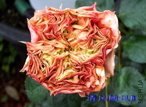 ��鵰�⣨Wedding Cake�� (3).jpg