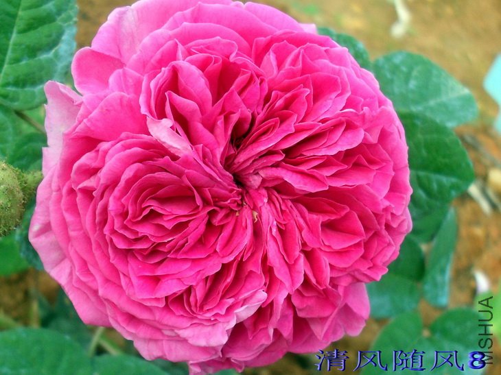 �Ű��������� (Barbara Oliva) (1).jpg