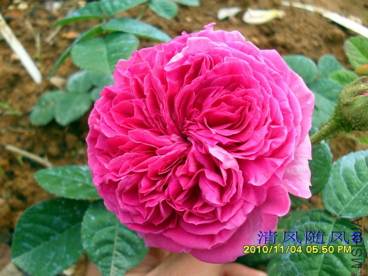 �Ű��������� (Barbara Oliva) (3).jpg