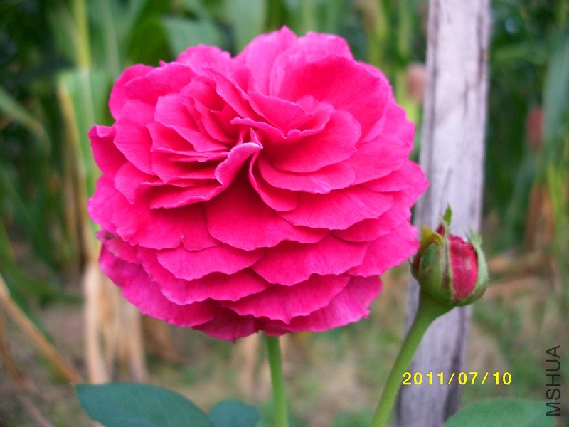 ���������뵰��һ�������ҼҸ����е�һƴŶ