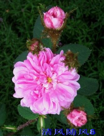 ղķ˹���ж�(James Mitchell) (1).jpg