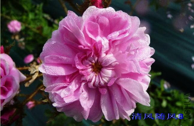 ղķ˹���ж�(James Mitchell) (3).jpg