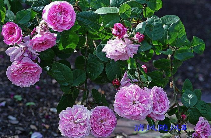 ղķ˹���ж�(James Mitchell) (6).jpg