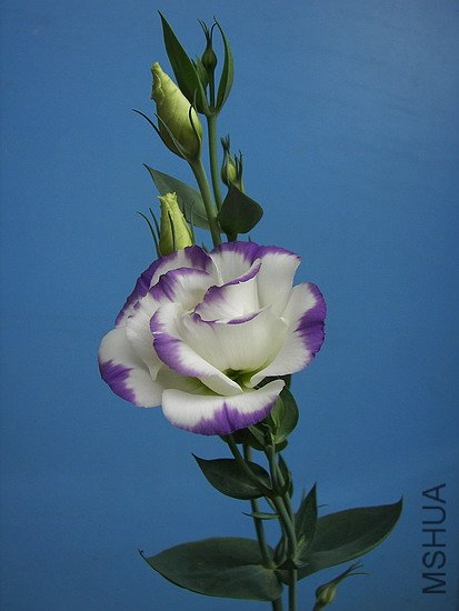 101_8750.jpg