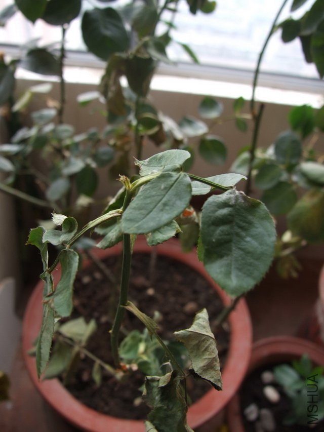 DSCF5161.jpg
