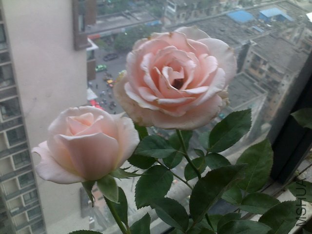 20110528964.jpg