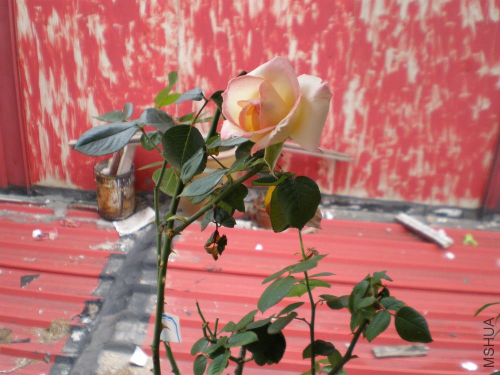 P1010017.JPG