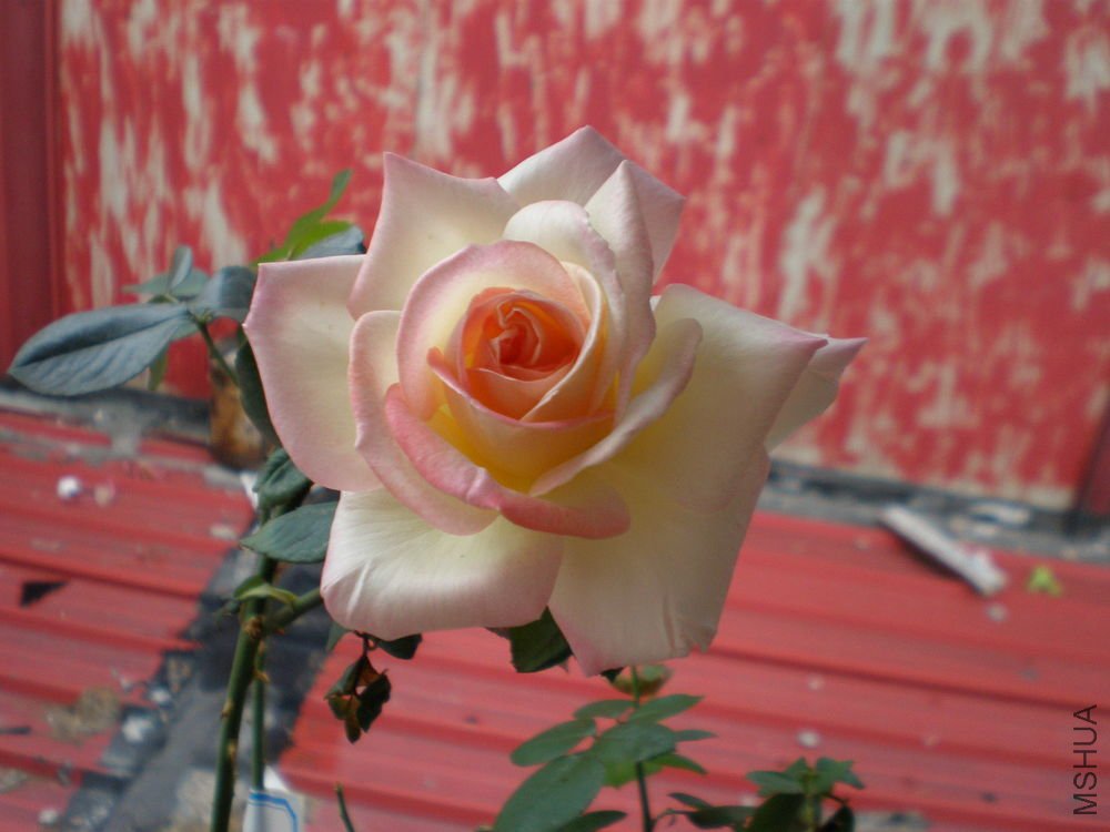 P1010026.JPG