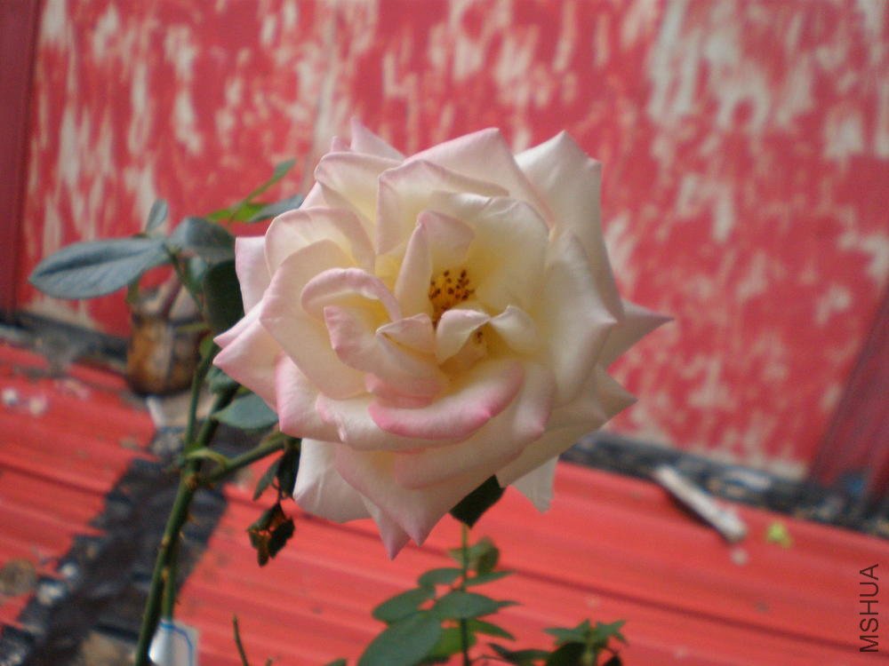 P1010027.JPG