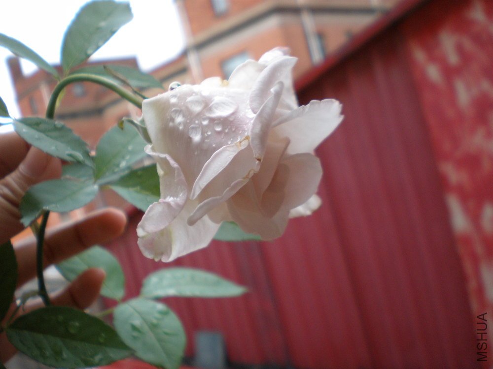 P1010029.JPG