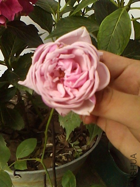 IMG0624110102.jpg
