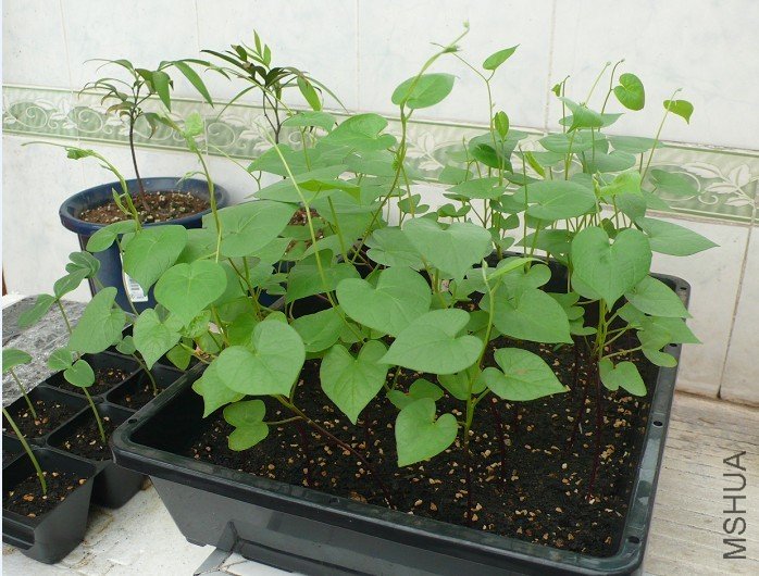 �Ʊȴ�ǣţ-20110711.jpg
