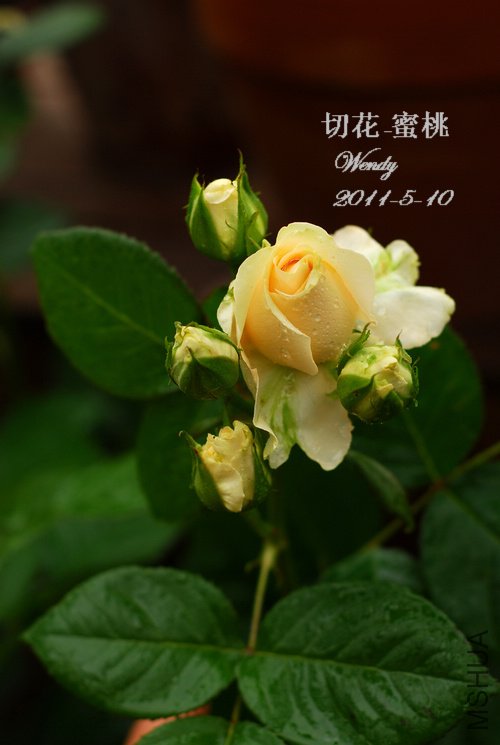5-10����.jpg