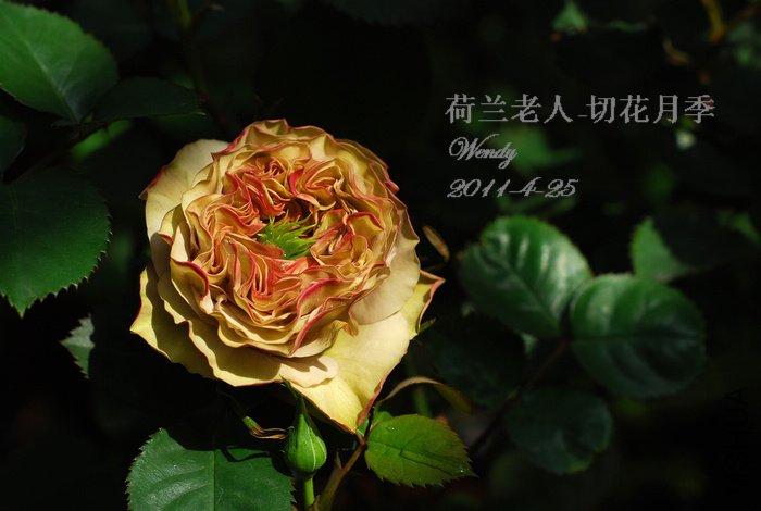 4-25����.jpg