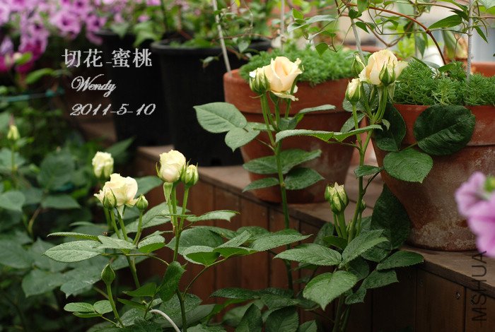5-10��.jpg