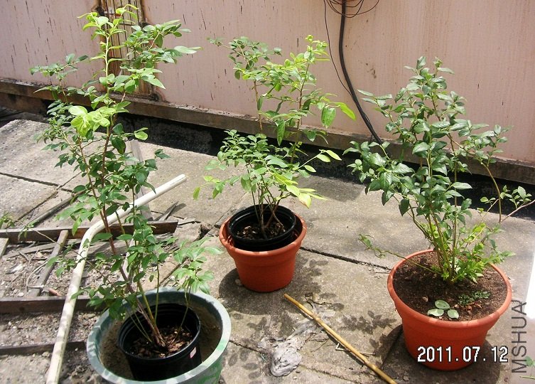 PICT0010.JPG