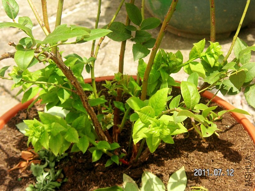 PICT0008.JPG