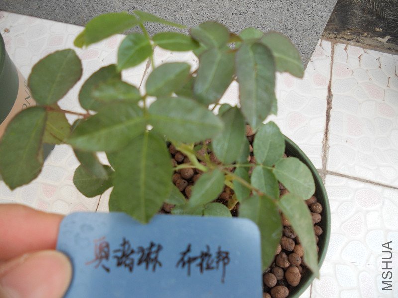 DSCN3350_����.jpg