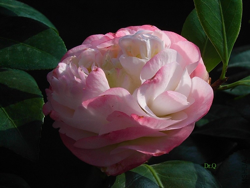 Nuccio's Jewel