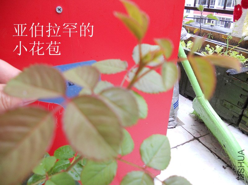 DSCN3389_����.jpg