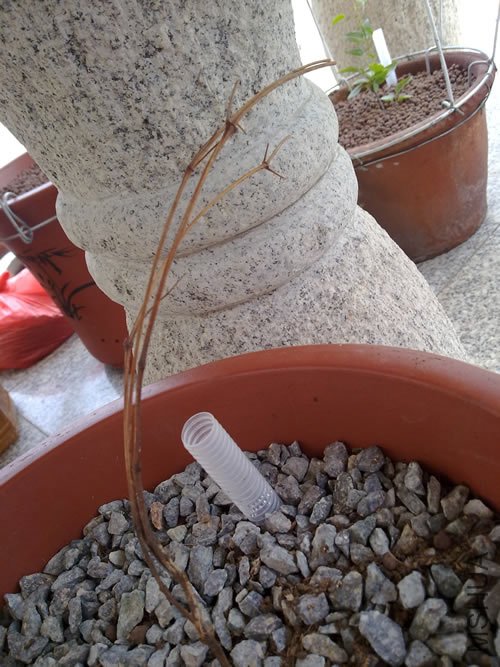 20110715032.jpg