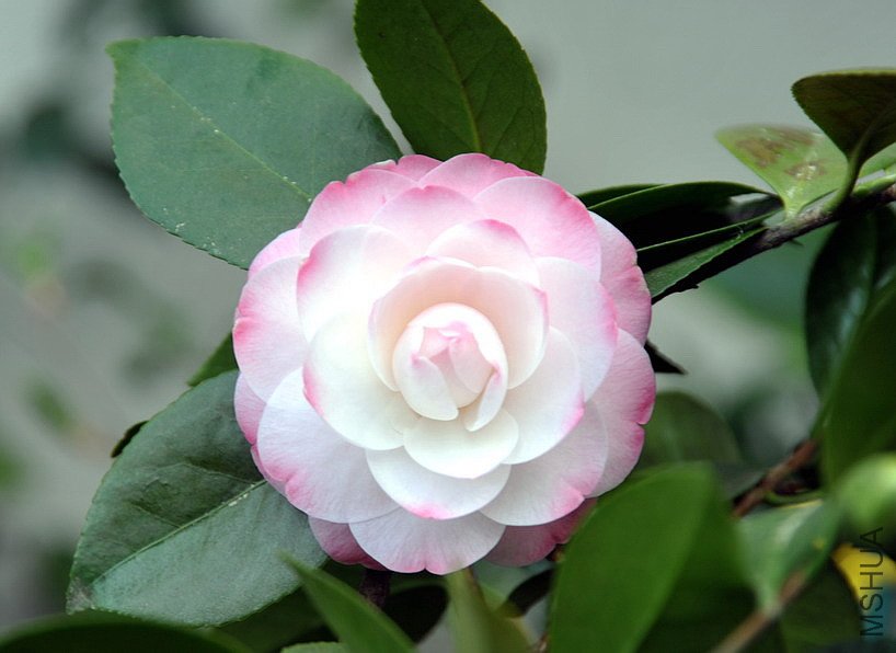 �޽���-08.jpg