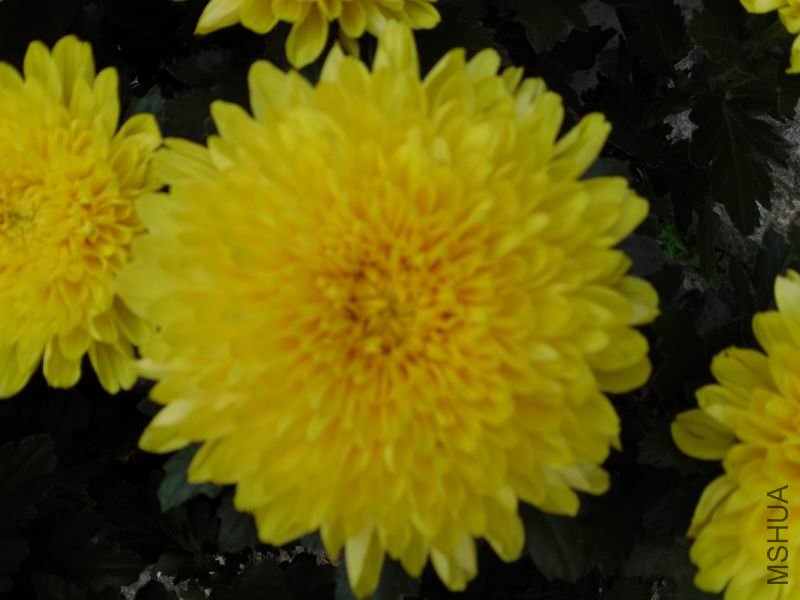 ������С SDC10772.JPG