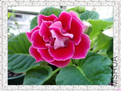 20110610072821.jpg