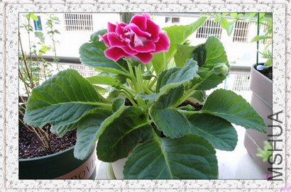 20110610072850.jpg