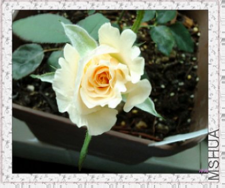 20110611103708.jpg
