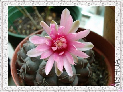 20110709142602.jpg