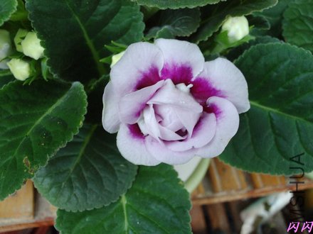 20110716094424.jpg