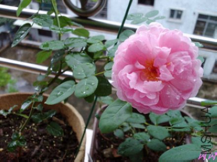 20110716093621.jpg