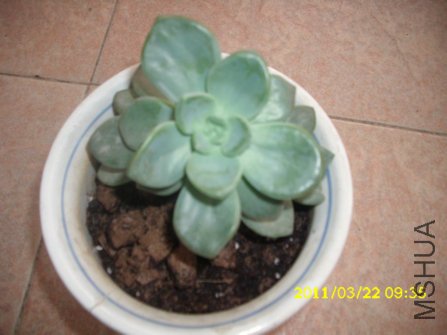 ��֪���Ļ�_����.JPG