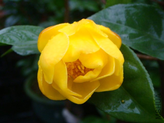 DSC07755.JPG