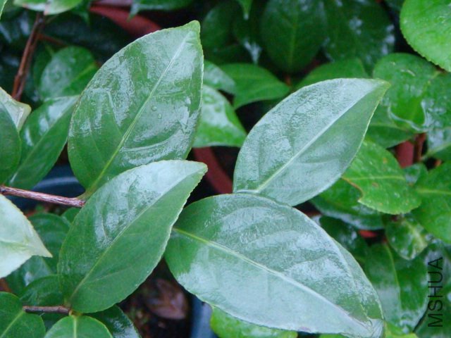 DSC07758.JPG