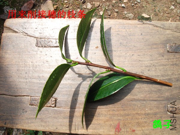 DSCF2577_����.jpg