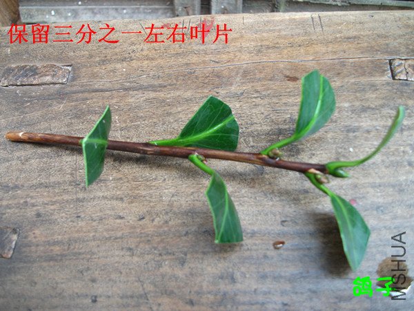 DSCF2579_����.jpg