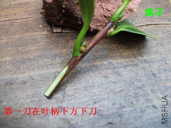 DSCF2586_����.jpg