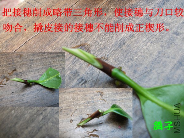 DSCF2597_����_����.jpg