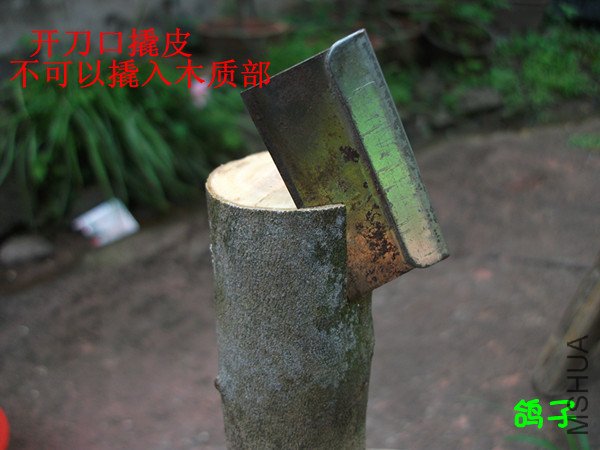 DSCF2603_����_����.jpg