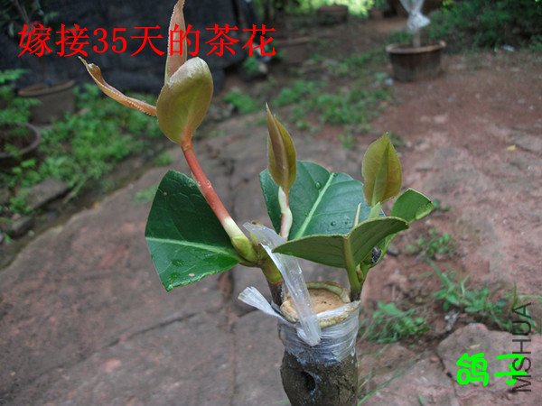 DSCF2636_����.jpg