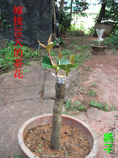 DSCF2639_����.jpg