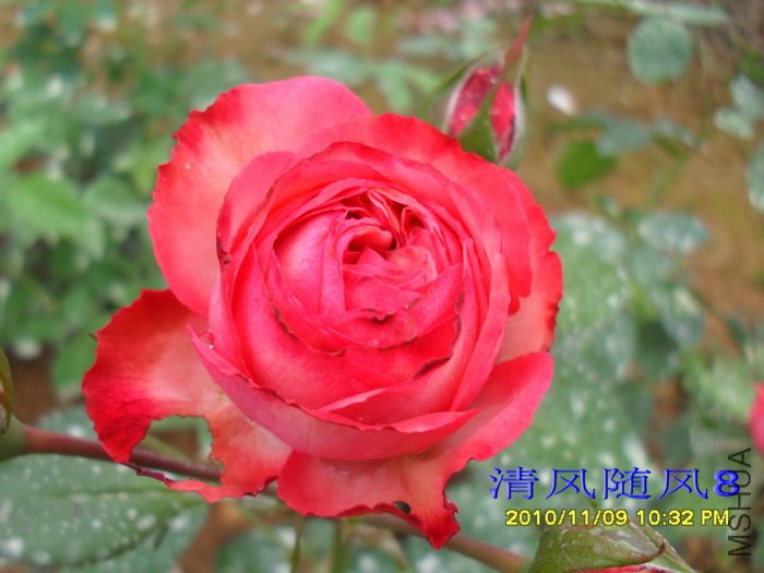 ���̿� (Antike) (3).jpg