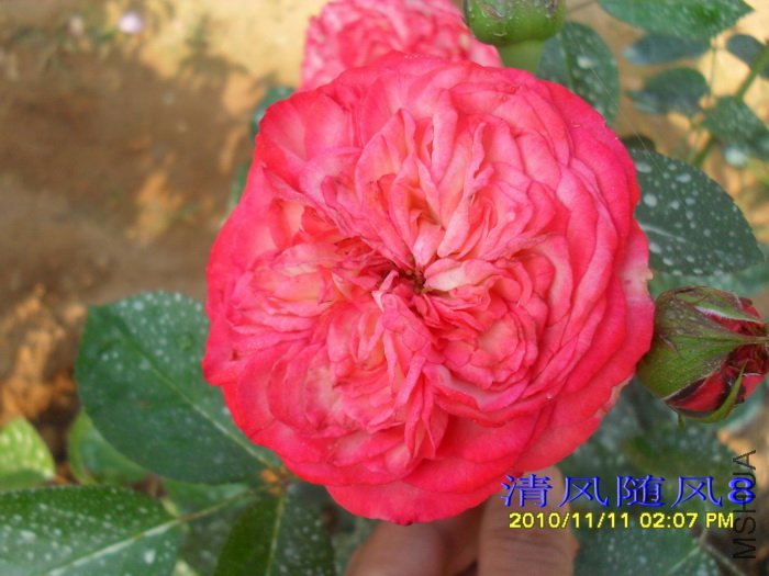 ���̿� (Antike) (4).jpg